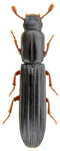 Colydium noblecourti